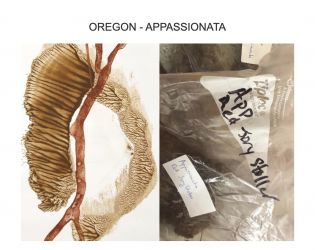 Ausstellung, Oregon Appassionata